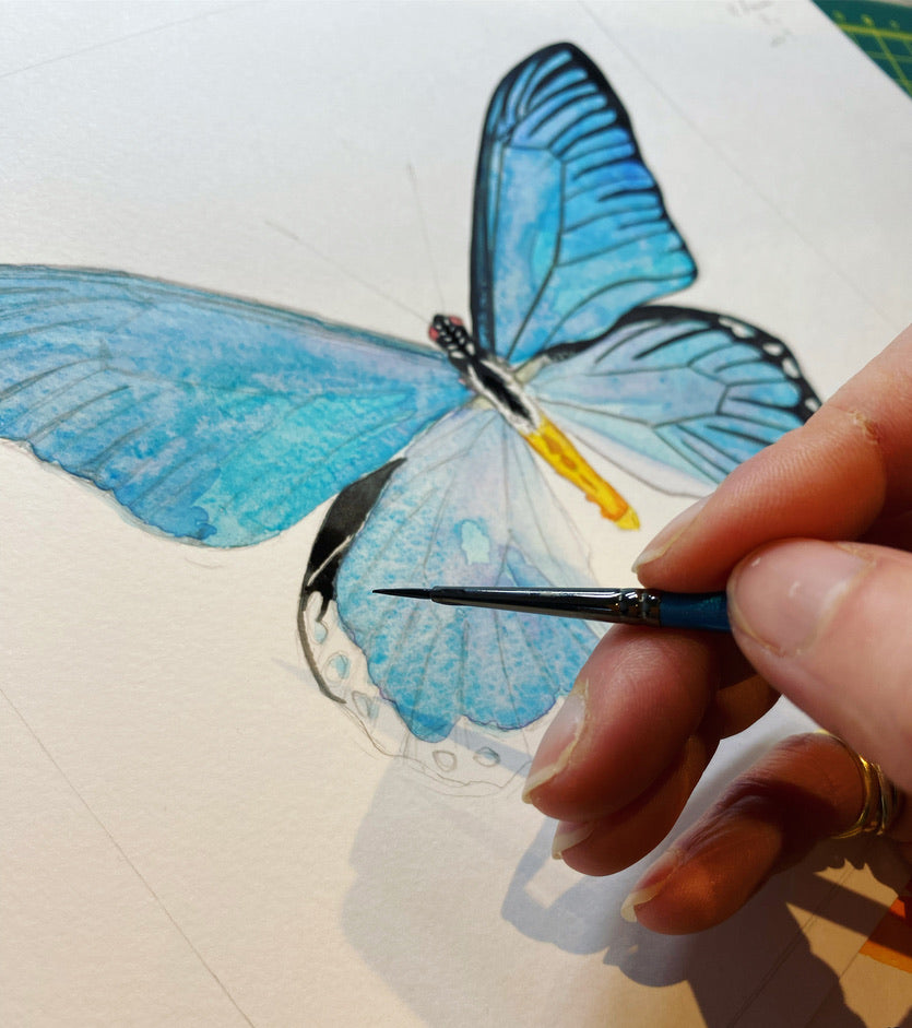 Giant Blue Swallowtail Butterfly, original painting
