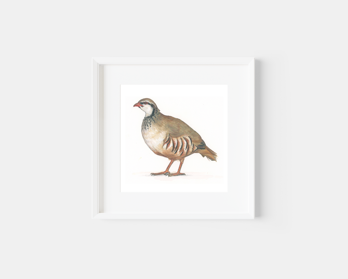Red-legged Partridge, 7x7in original watercolour